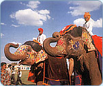 Elephant Festival, Rajasthan